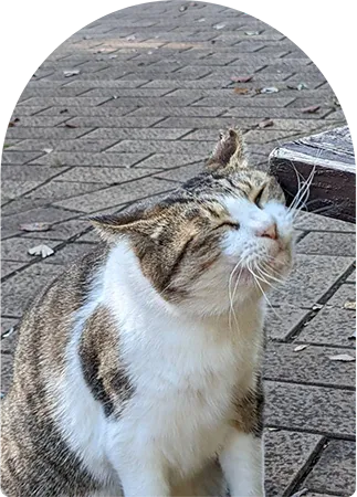 テスト画像